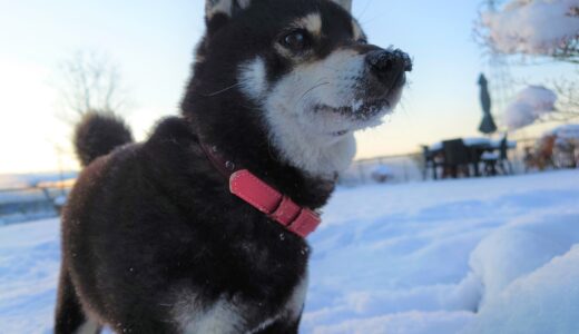 雪です