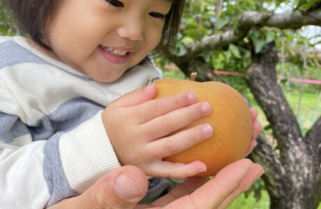 みんなでリンゴ狩り