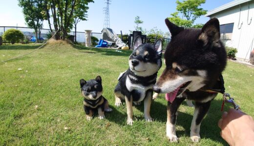 あたらしい家族が出来ました♡