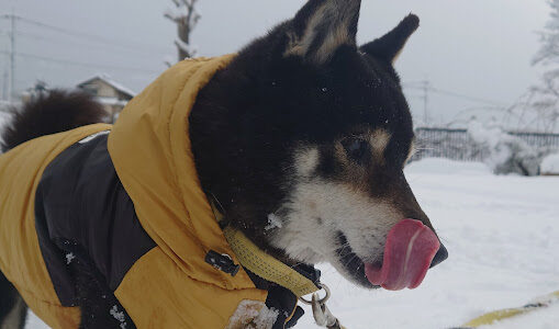 雪だよ